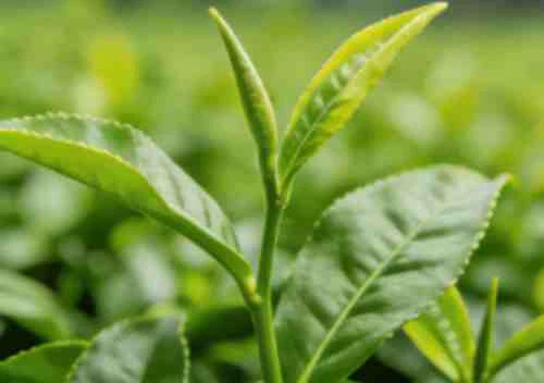 black tea powder raw material black tea powder raw material